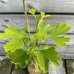 Ginkgo biloba (Ginko dvojlaločné) - kont. C3L, výška: 40-60 cm Ginkgo biloba (Ginko dvojlaločné) - kont. C3L, výška: 40-60 cm